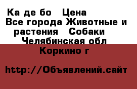 Ка де бо › Цена ­ 25 000 - Все города Животные и растения » Собаки   . Челябинская обл.,Коркино г.